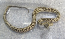 2013 BSJH Zebra Jag Male 5 $1200 SOLD