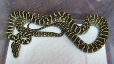 2014 Zebra Male $400 SOLD