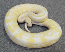 Albino
