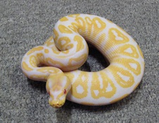 Albino Black Pastel