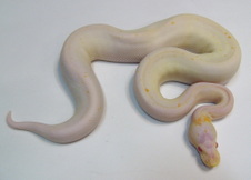 Albino Black Pastel- Cinnamon