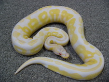 Albino Cinnamon