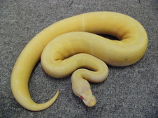 Albino Spider