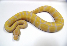 Candino