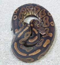 Cinnamon