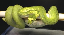 Biak Female