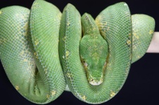 Green Deuce (SSSG 01-10) Deceased