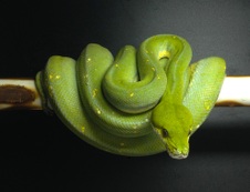 Wamena Female