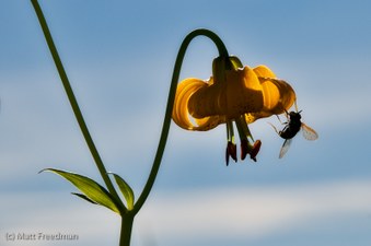 Enlarge photo 78