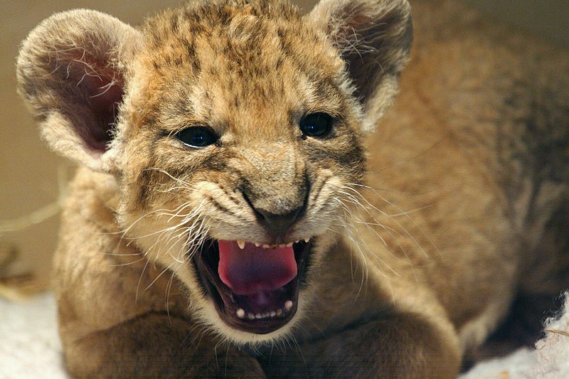 Asiatic Lion Cub