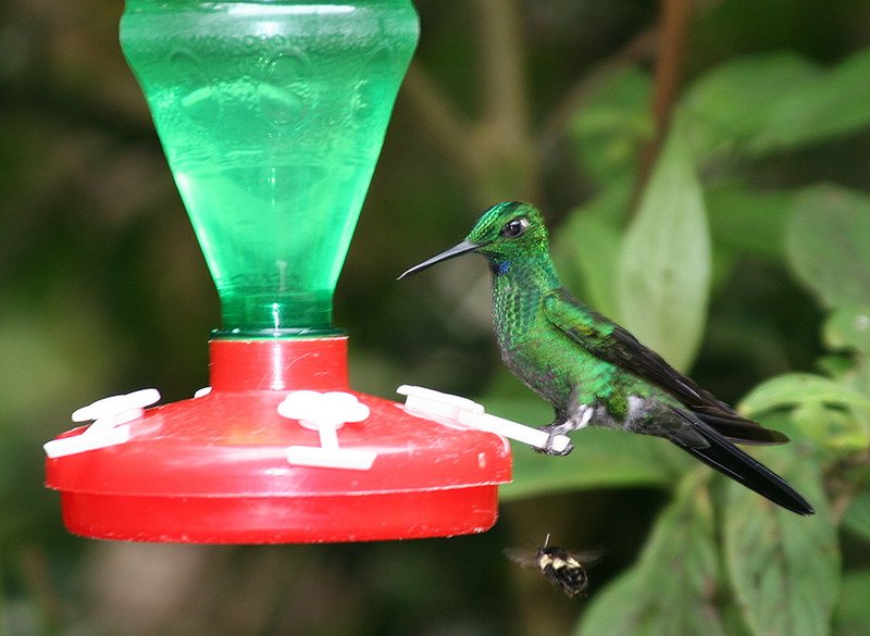 IMAGE: http://photos.imageevent.com/pokemom/vacations/costarica2005/large/EPV1919.JPG