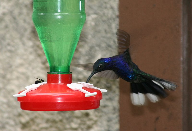 IMAGE: http://photos.imageevent.com/pokemom/vacations/costarica2005/large/EPV1949.JPG