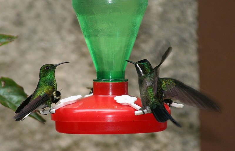 IMAGE: http://photos.imageevent.com/pokemom/vacations/costarica2005/large/EPV1968.JPG