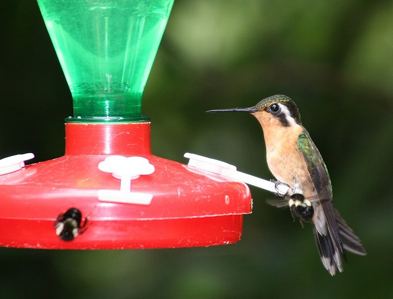 IMAGE: http://photos.imageevent.com/pokemom/vacations/costarica2005/large/EPV1997.JPG