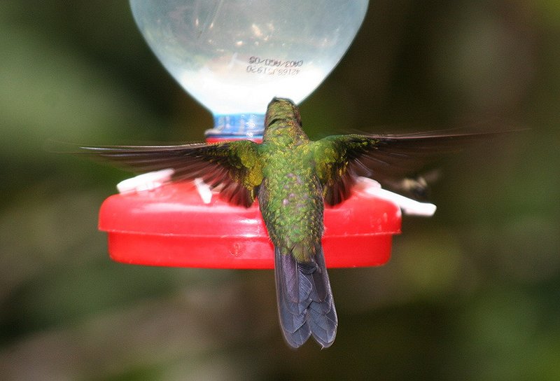 IMAGE: http://photos.imageevent.com/pokemom/vacations/costarica2005/large/EPV2025.JPG