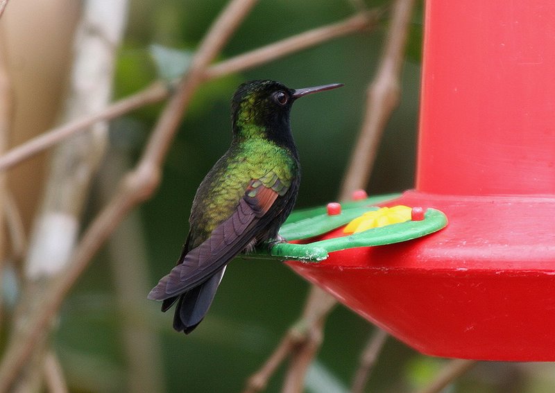 IMAGE: http://photos.imageevent.com/pokemom/vacations/costarica2005/large/EPV2561.JPG