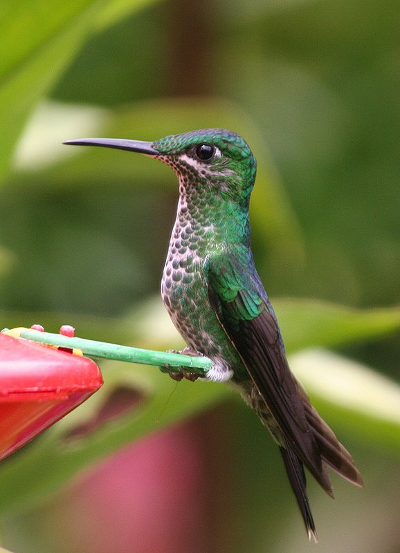 IMAGE: http://photos.imageevent.com/pokemom/vacations/costarica2005/large/EPV2569.JPG