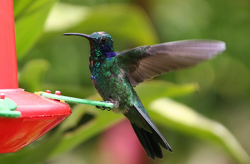 IMAGE: http://photos.imageevent.com/pokemom/vacations/costarica2005/large/EPV2573.JPG