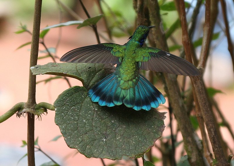 IMAGE: http://photos.imageevent.com/pokemom/vacations/costarica2005/large/EPV2589.JPG