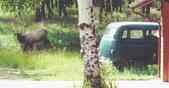Enlarge photo 291