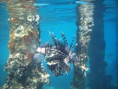 Enlarge photo 110
