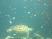 Kuredufish