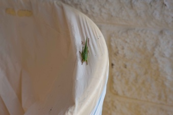 Enlarge photo 24