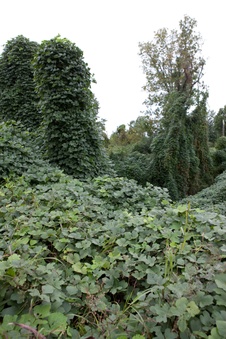Enlarge photo 30