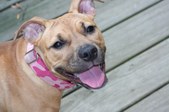 Ruby Roo
