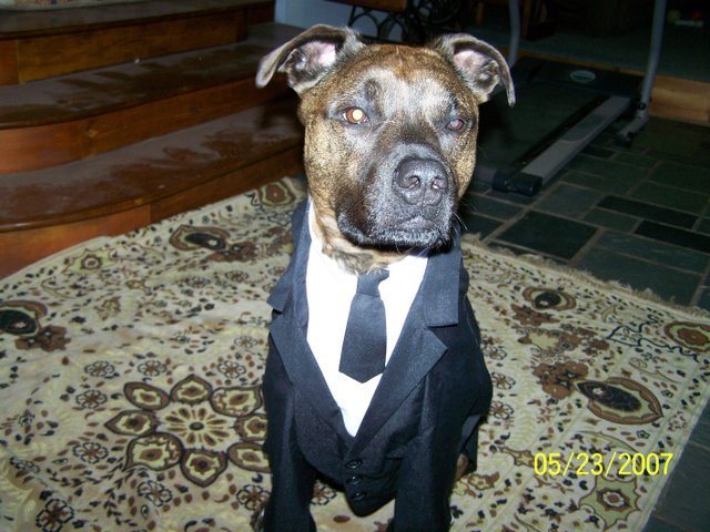 Costume Ideas Pit Bull Chat Forum Img