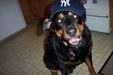 Sonny Therapy Dog