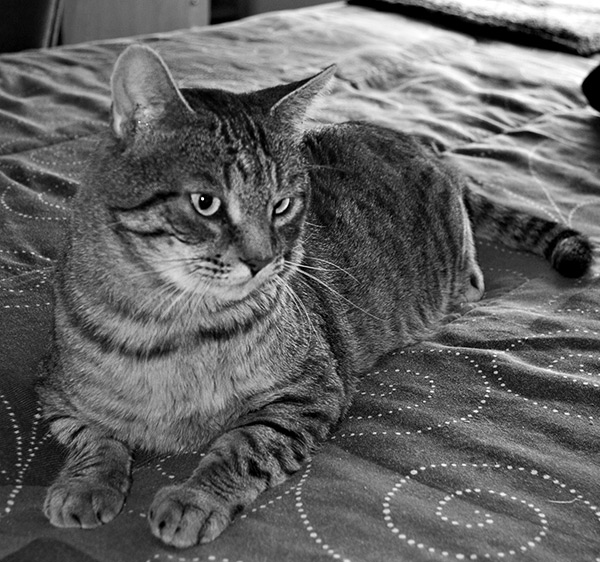 IMAGE: http://photos.imageevent.com/puma_cat/snapshots/Lucky.jpg