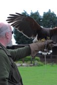 Sussex Falconry Centre