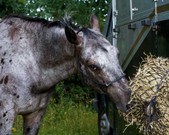 Horseys