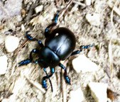 Entomology