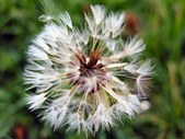 Flora