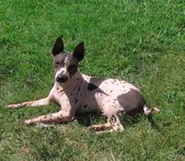 <b>Ramirez Ratz & AHTs PAST Puppies