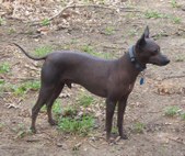 Special dogs we have owned, Showed etc.