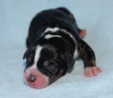 Joy Unspeakable Litter