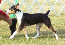Champions From Rat  Pack Kennels!