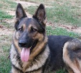German Shepherds