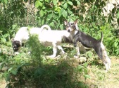Our Available Puppies