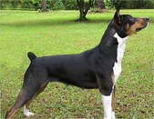 Our Decker Rat Terriers