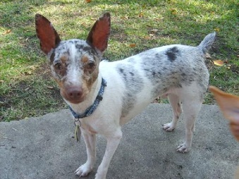 Baxter