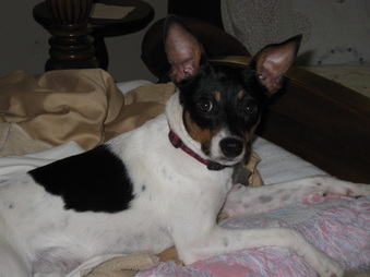 Dixie Belle