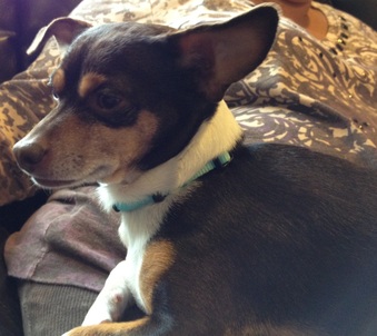Miss Cocoa