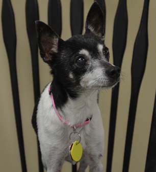 Princess Daisy