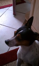 Ringo