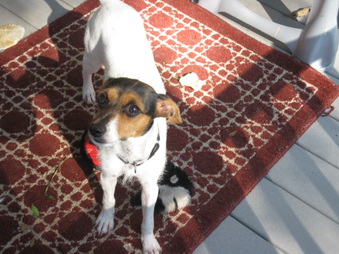 Tika