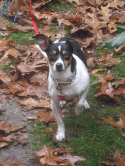 Tinkerbell